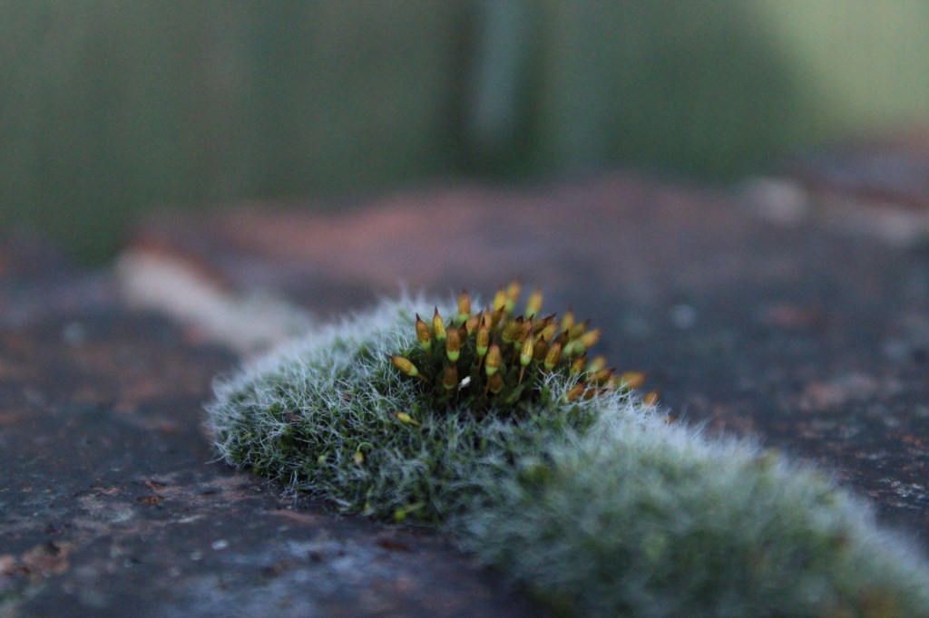 The Healing Power of Nature