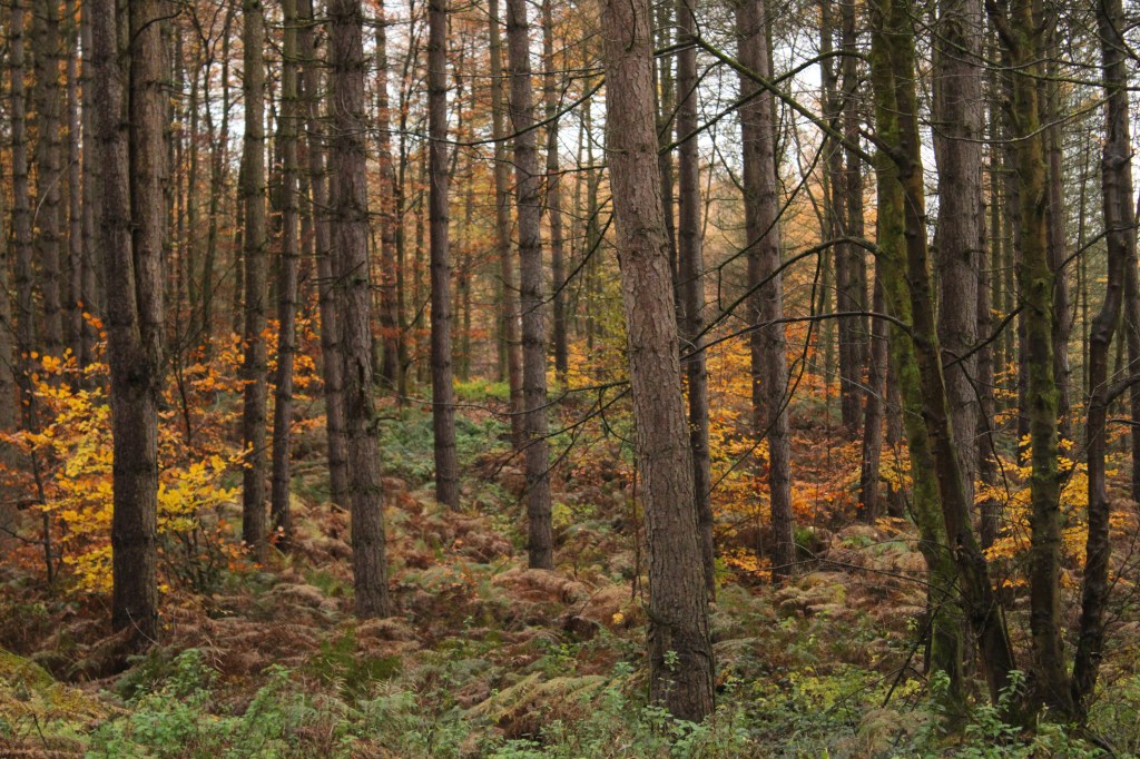 Illuminating Your Shadow