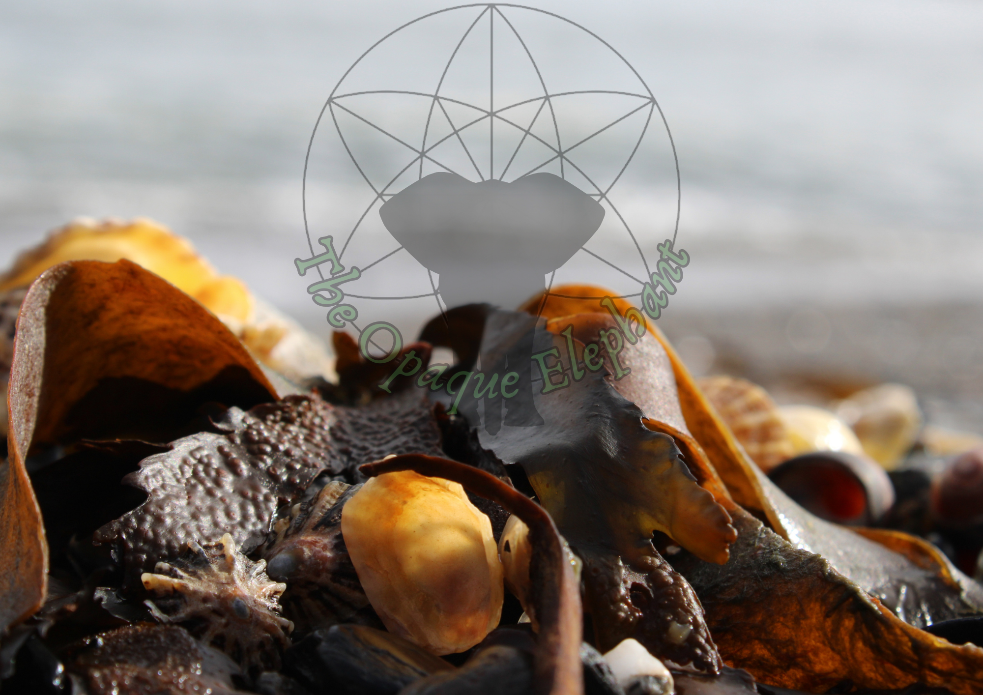 This fine art photography print highlights coastal textures, featuring intricately detailed shells and seaweed in rich browns and oranges. The sepia-inspired palette evokes a whimsical, nostalgic connection to the world beside the waves. https://theopaqueelephant.etsy.com/listing/1831023541