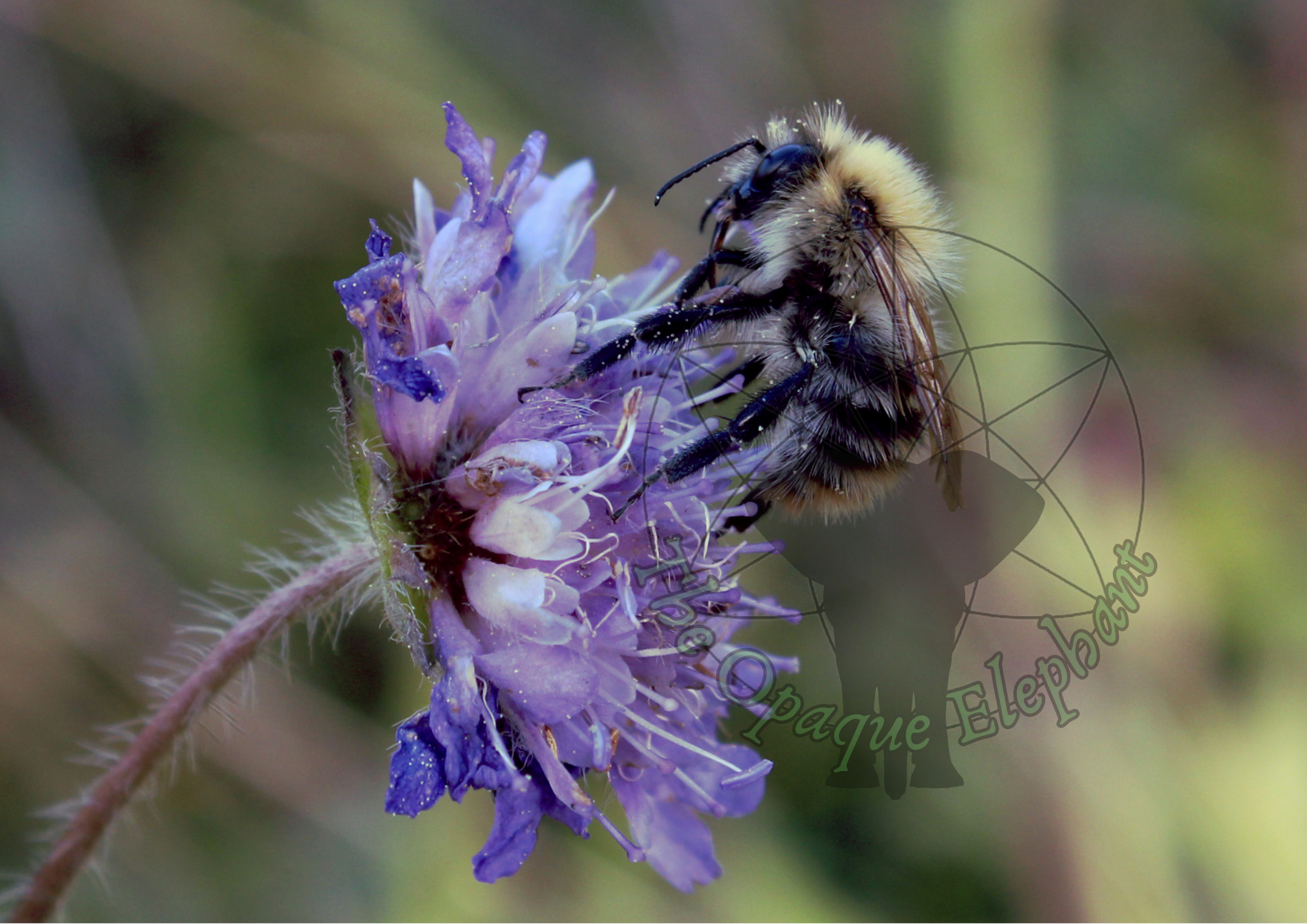 This delicate fine art photography print captures a bee collecting pollen from one of the last cornflowers of Autumn. The crisp details highlight small moments of hope as the seasons transition. https://theopaqueelephant.etsy.com/listing/1816823666