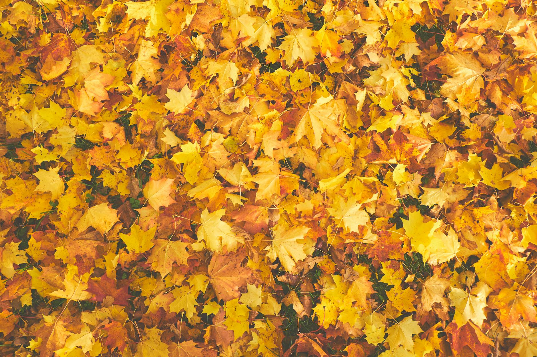 Embracing Autumnal Rest