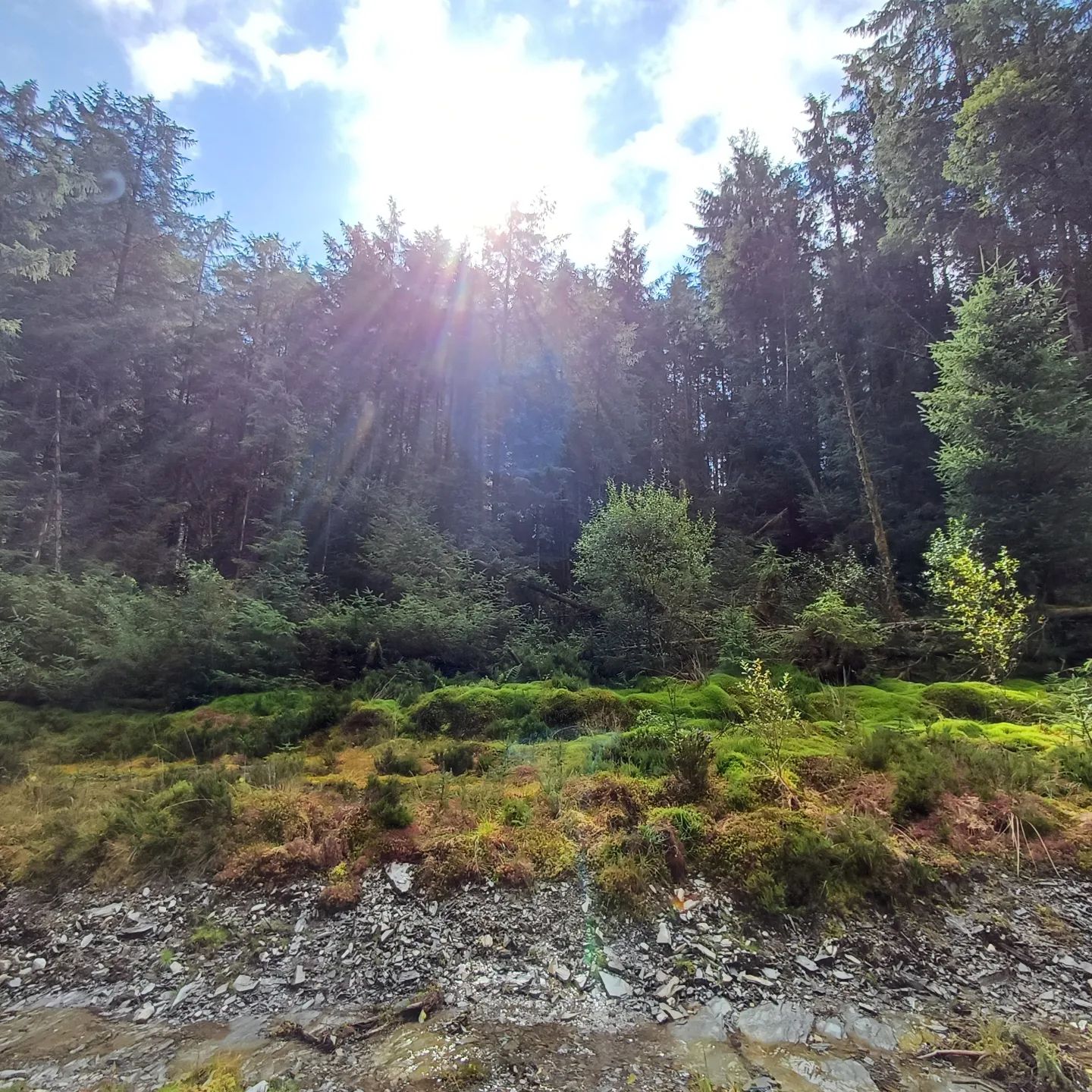 Ancient woodland in Wales; sun breaking through the trees, Stream in foreground.