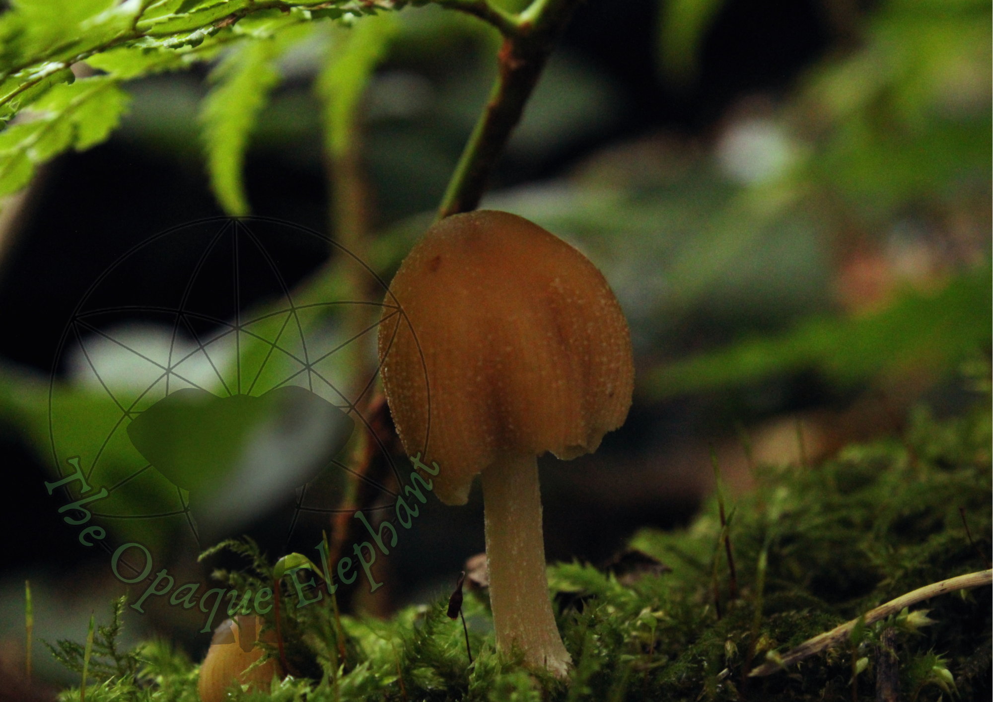 A glistening inkcap under a fern frond.