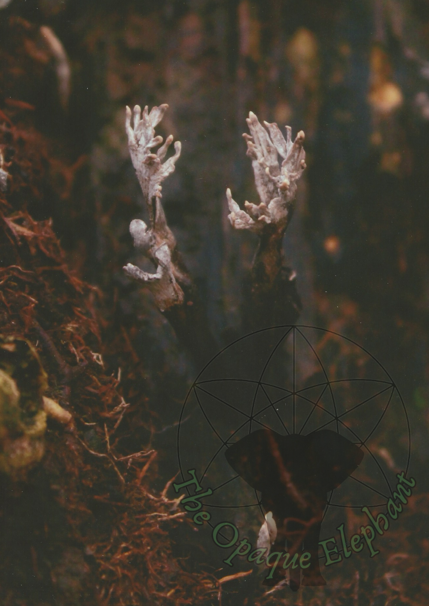 The Magic of Symbolism in Art and Nature