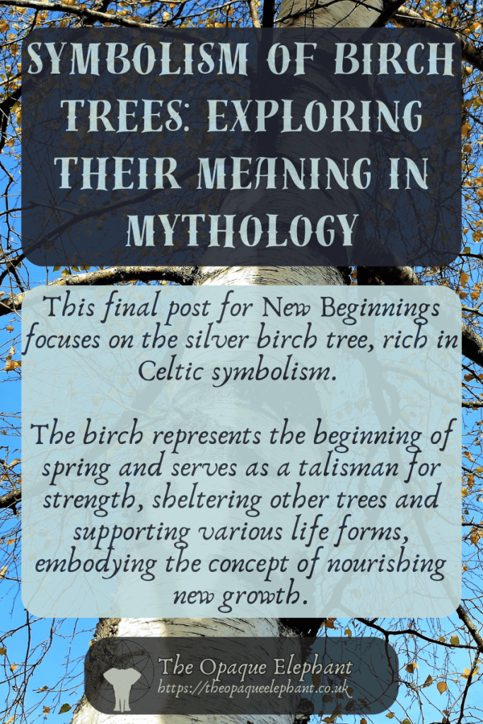This final post for New Beginnings focuses on the silver birch tree, rich in Celtic symbolism.
The birch represents the beginning of spring and serves as a talisman for strength, sheltering other trees and supporting various life forms, embodying the concept of nourishing new growth.