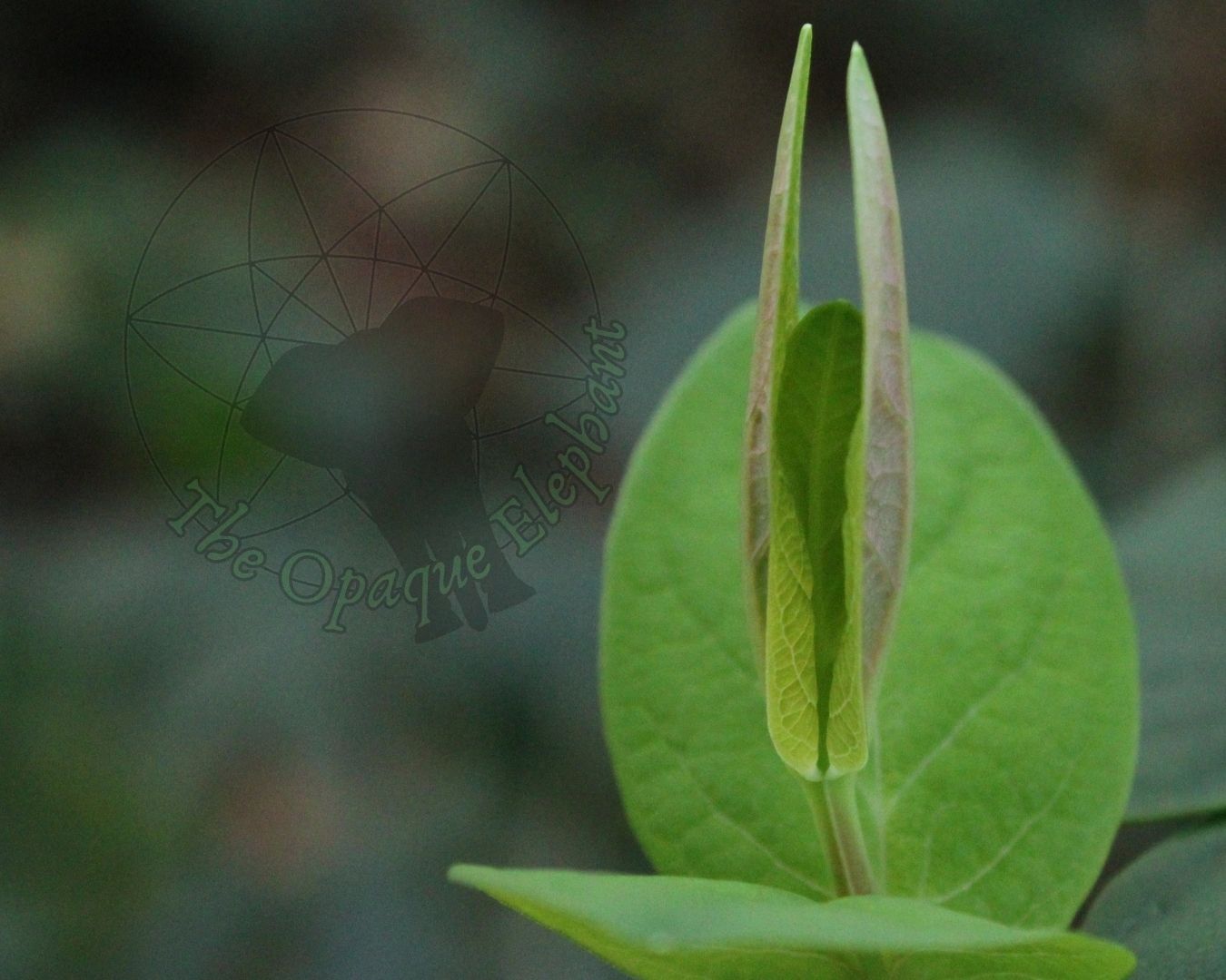 Leaves open on some hedging.