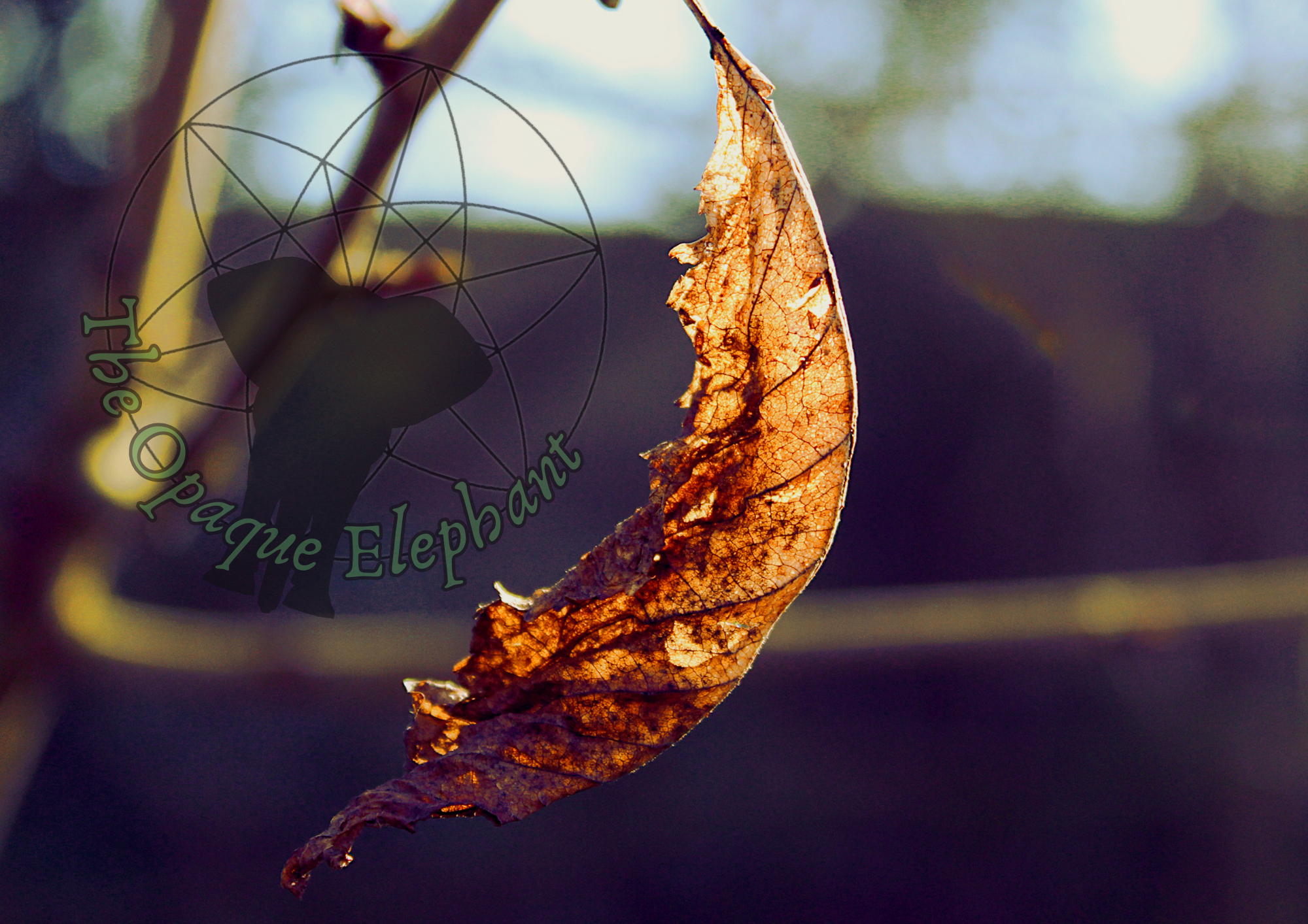 This poignant unframed fine art photography print features an autumn leaf clinging resolutely in the face of winter. Fine details are highlighted by gentle sunlight, creating delicate translucence. https://theopaqueelephant.etsy.com/listing/1831017013