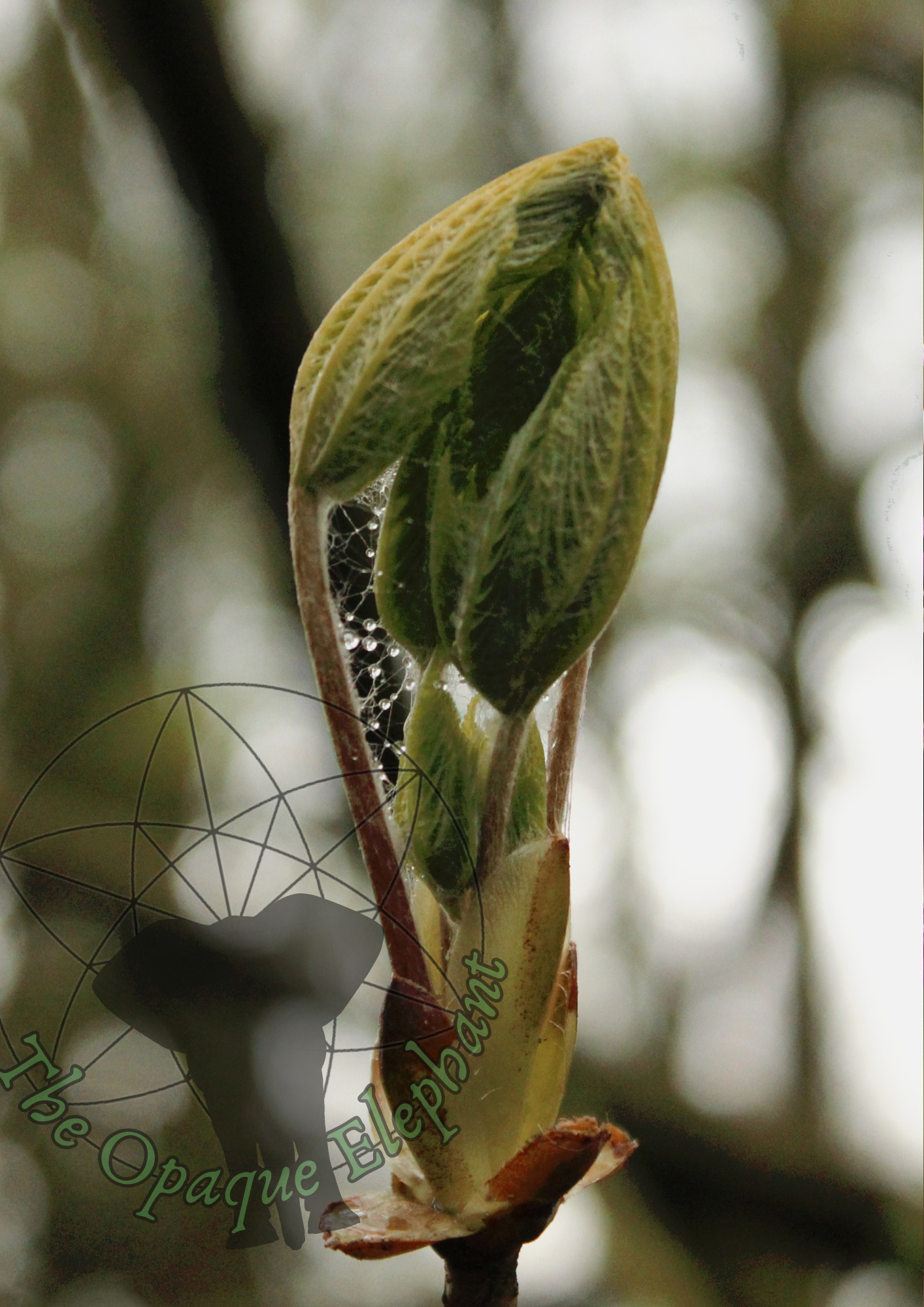 This ethereal unframed fine art photography print showcases earthy tones blended with a pastel palette. The fine textures and details of a spring bud reveal otherworldly qualities, with humanoid figures subtly hidden in plain sight. https://theopaqueelephant.etsy.com/listing/1831015135