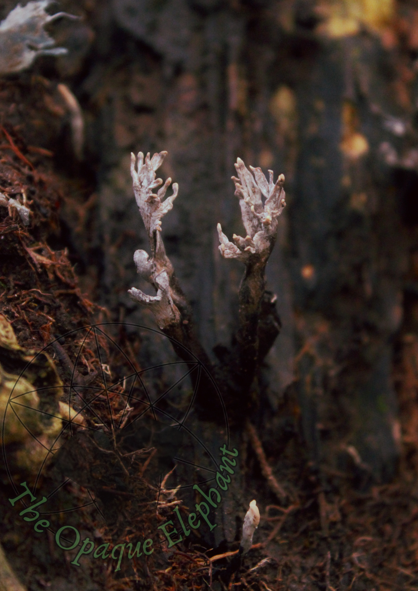 This haunting fine art photography print features a solitary candlesnuff fungus softly blurred against a backdrop of decaying wood, evoking an otherworldly and ethereal atmosphere.