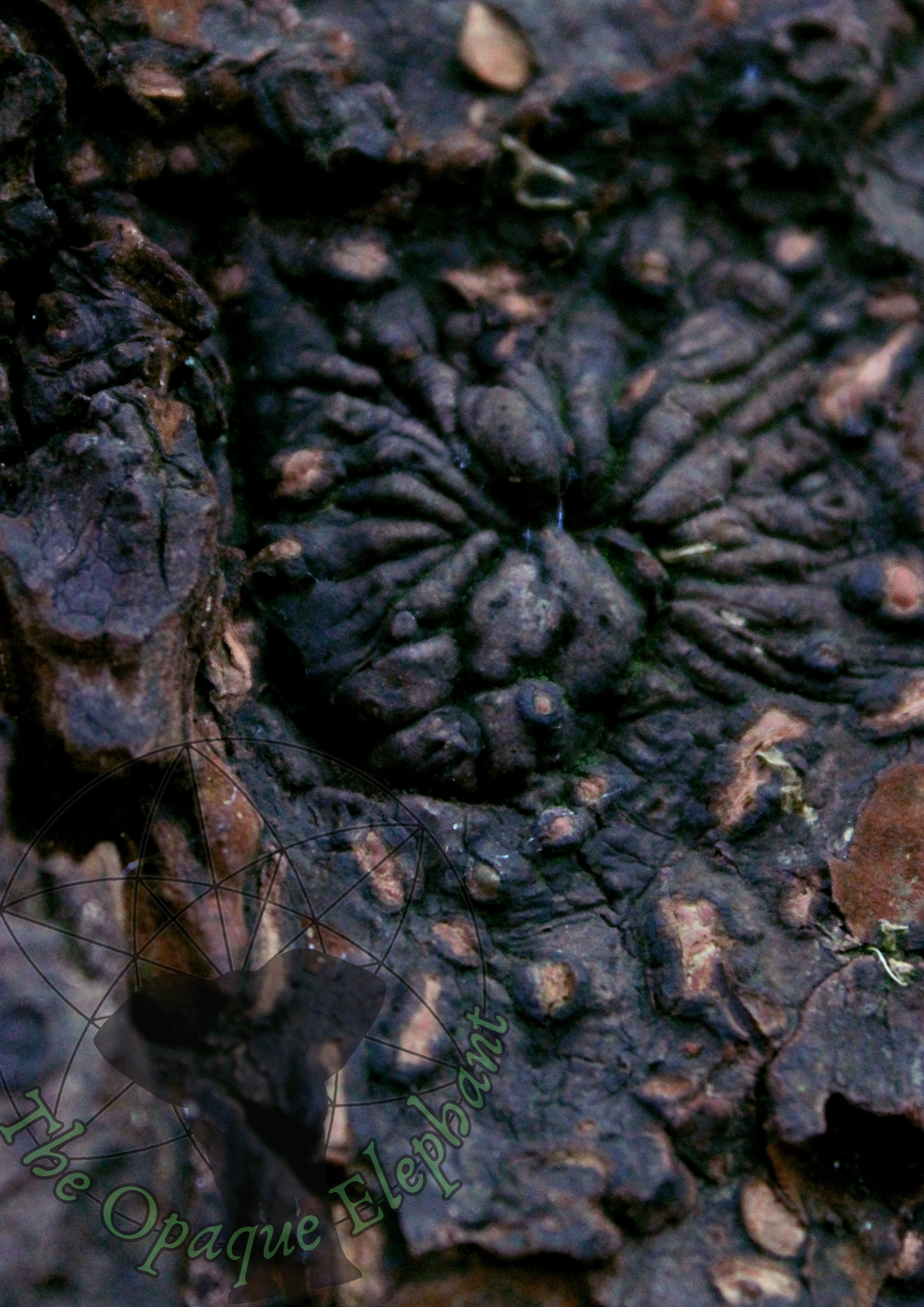 This moody unframed fine art photography print showcases gnarled, twisted bark, revealing hidden realms within everyday nature. The sculpted curves and grooves, paired with deep, cool tones, evoke a sense of mystery and the unknown.