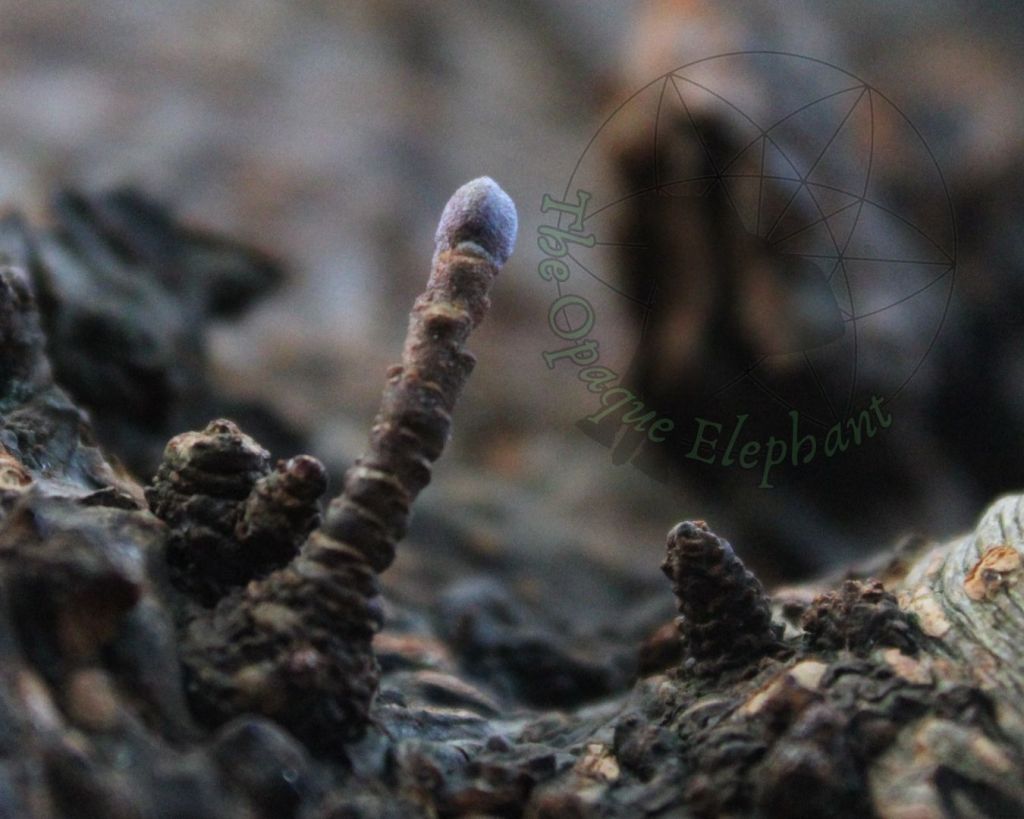 Creative Reflections: Overcoming Fear and Finding My “Why” in Art