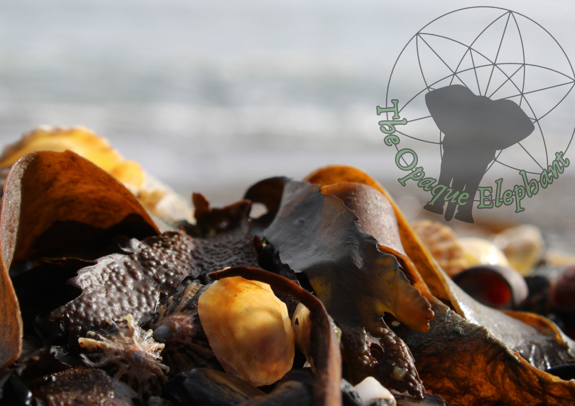 This fine art photography print highlights coastal textures, featuring intricately detailed shells and seaweed in rich browns and oranges. The sepia-inspired palette evokes a whimsical, nostalgic connection to the world beside the waves. https://theopaqueelephant.etsy.com/listing/1831023541