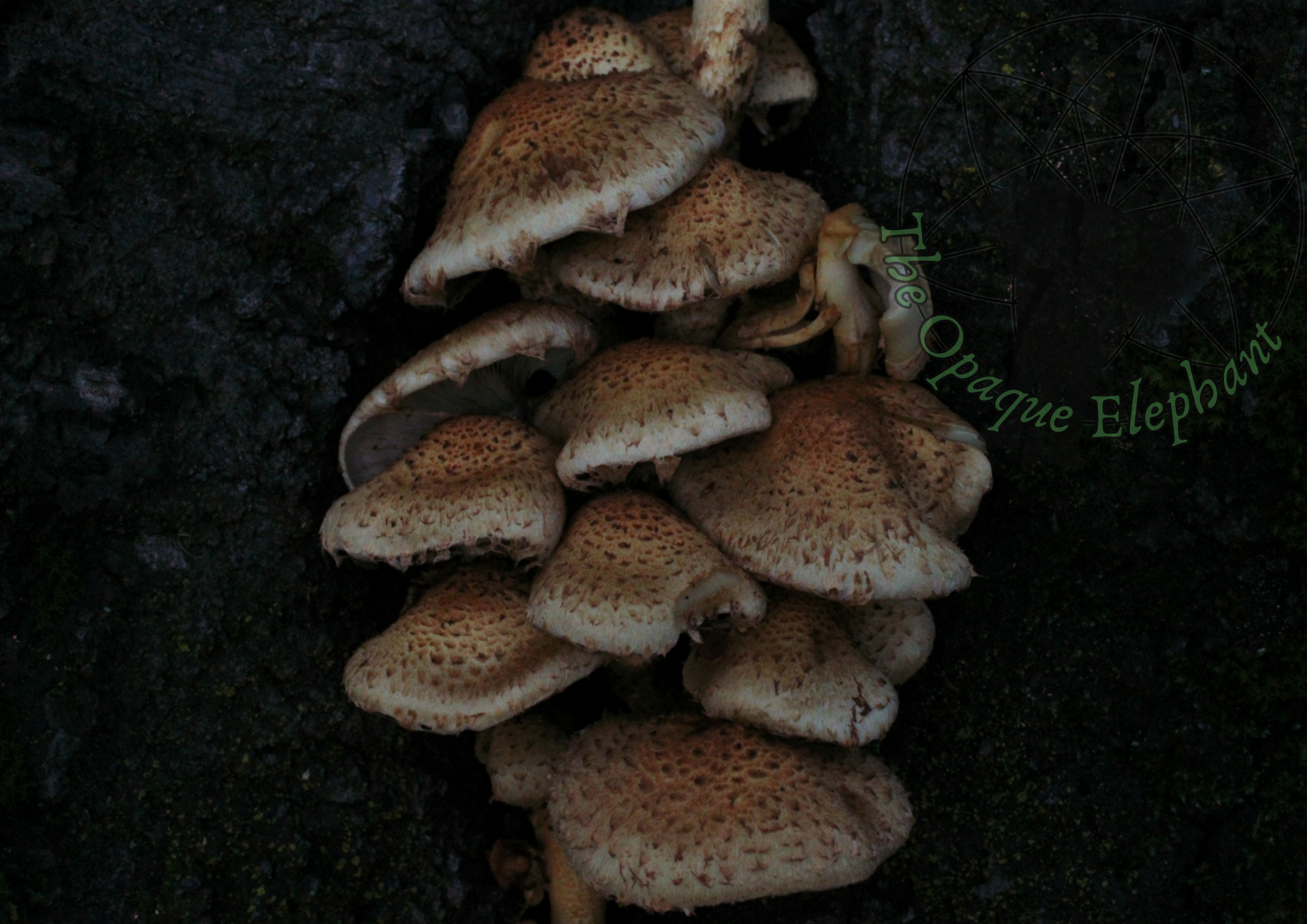 This dark and brooding fine art photography print features a shaggy scalycap cluster, evoking Victorian darkness and Gothic allure.