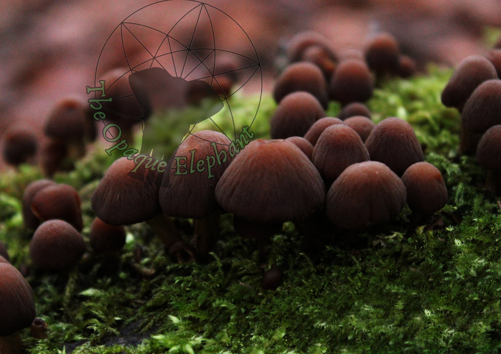 This fine art photography print showcases clustered mushrooms growing on mossy wood, capturing the mystical beauty of forgotten woodland. Earthy browns and greens evoke a contemplative connection to nature and the hidden wonders of botanical life.