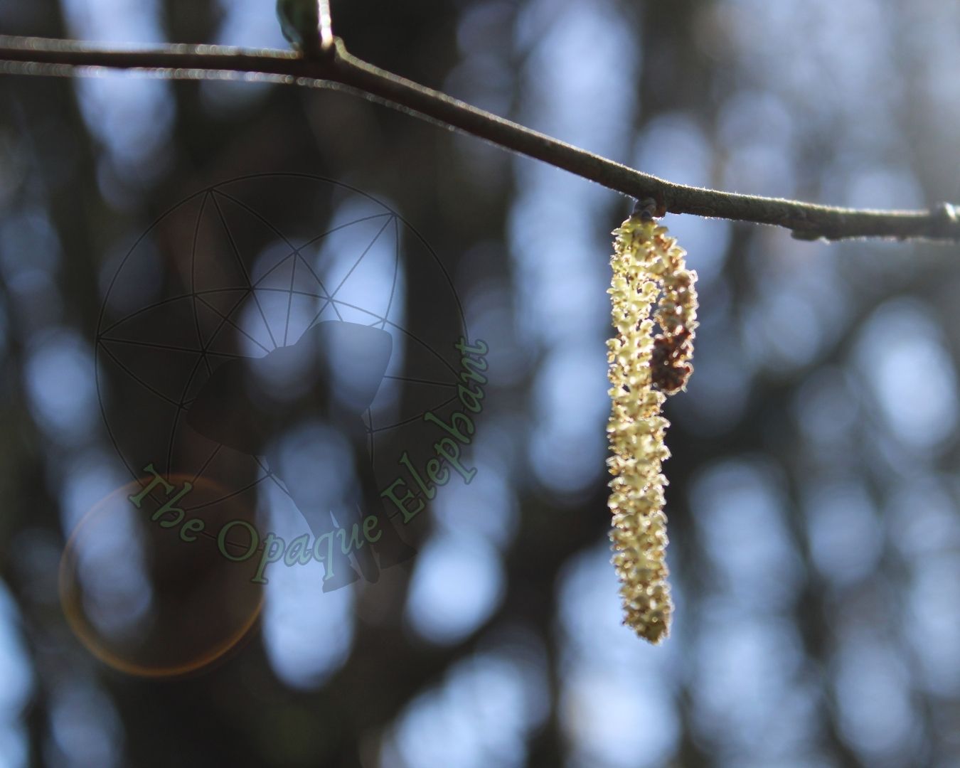 A catkin glows in the winter sun.