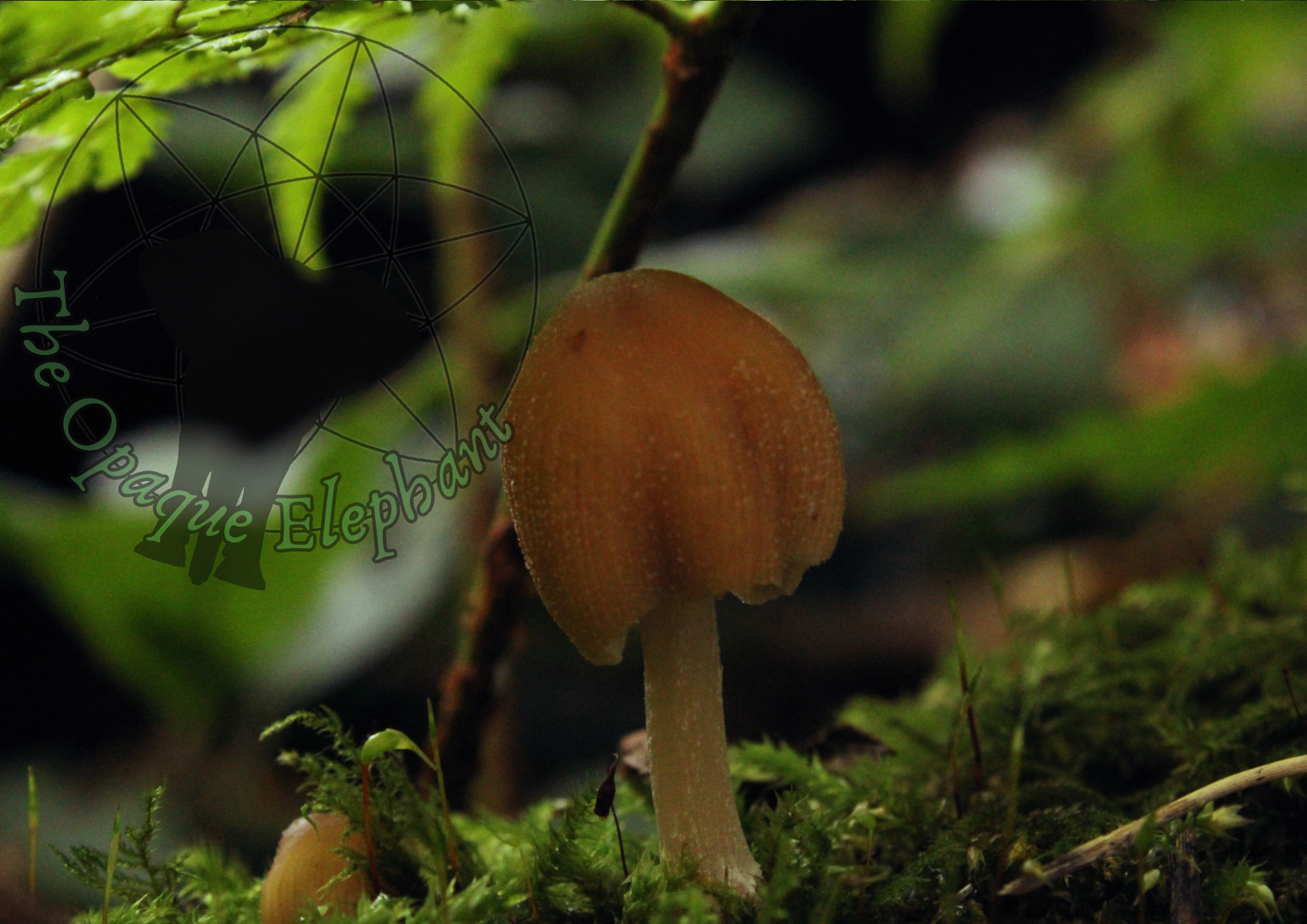 This serene fine art photography print features a solitary inkcap fungus, glistening beneath a fern canopy, showcasing the hidden wonders of the forest.