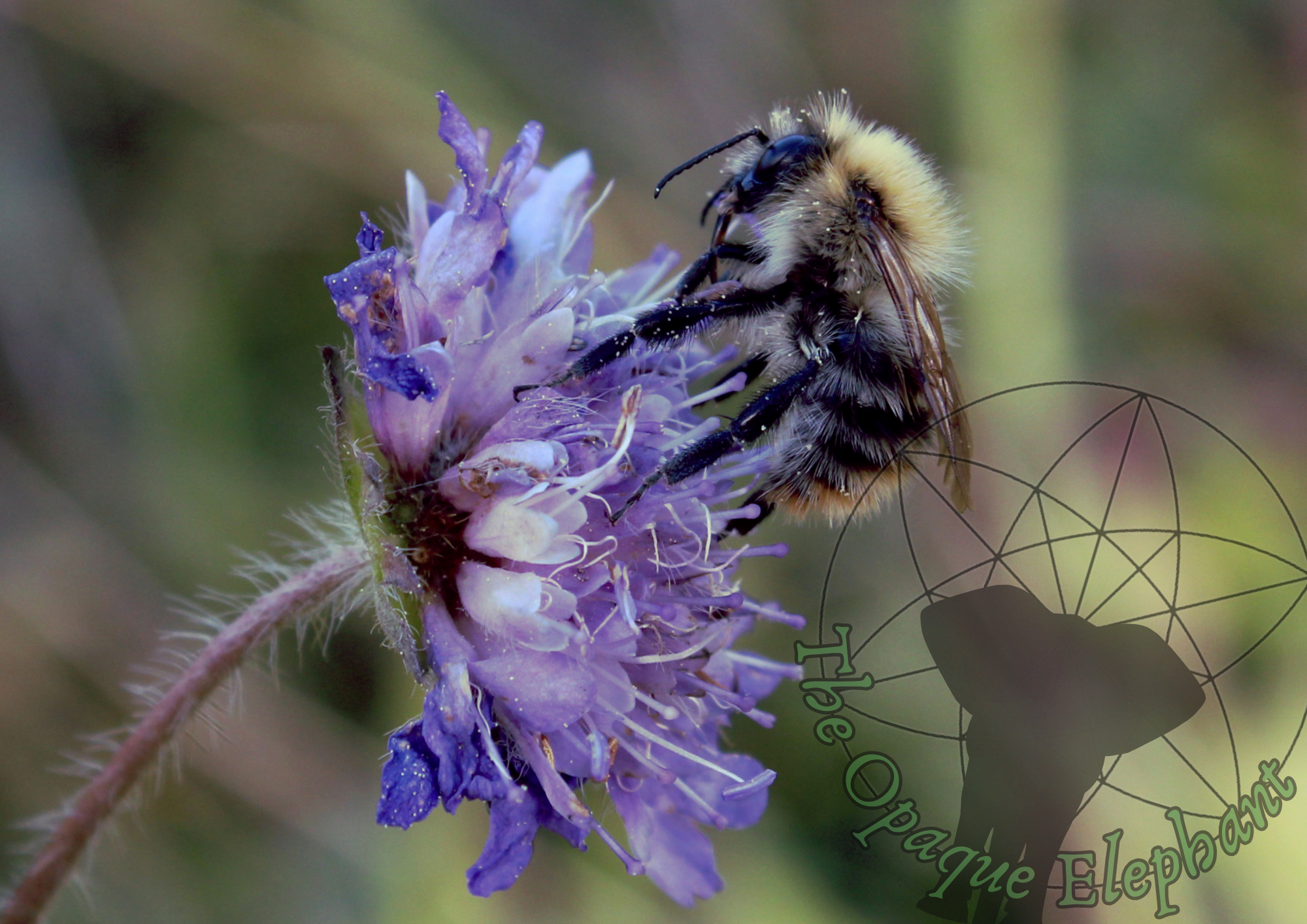 This delicate fine art photography print captures a bee collecting pollen from one of the last cornflowers of Autumn. The crisp details highlight small moments of hope as the seasons transition. This striking fine art photography print features bright Mycena mushrooms glowing with delicate detail against a rich, mossy green backdrop, capturing the vibrant contrast of life and decay in nature. https://theopaqueelephant.etsy.com/listing/1830740441