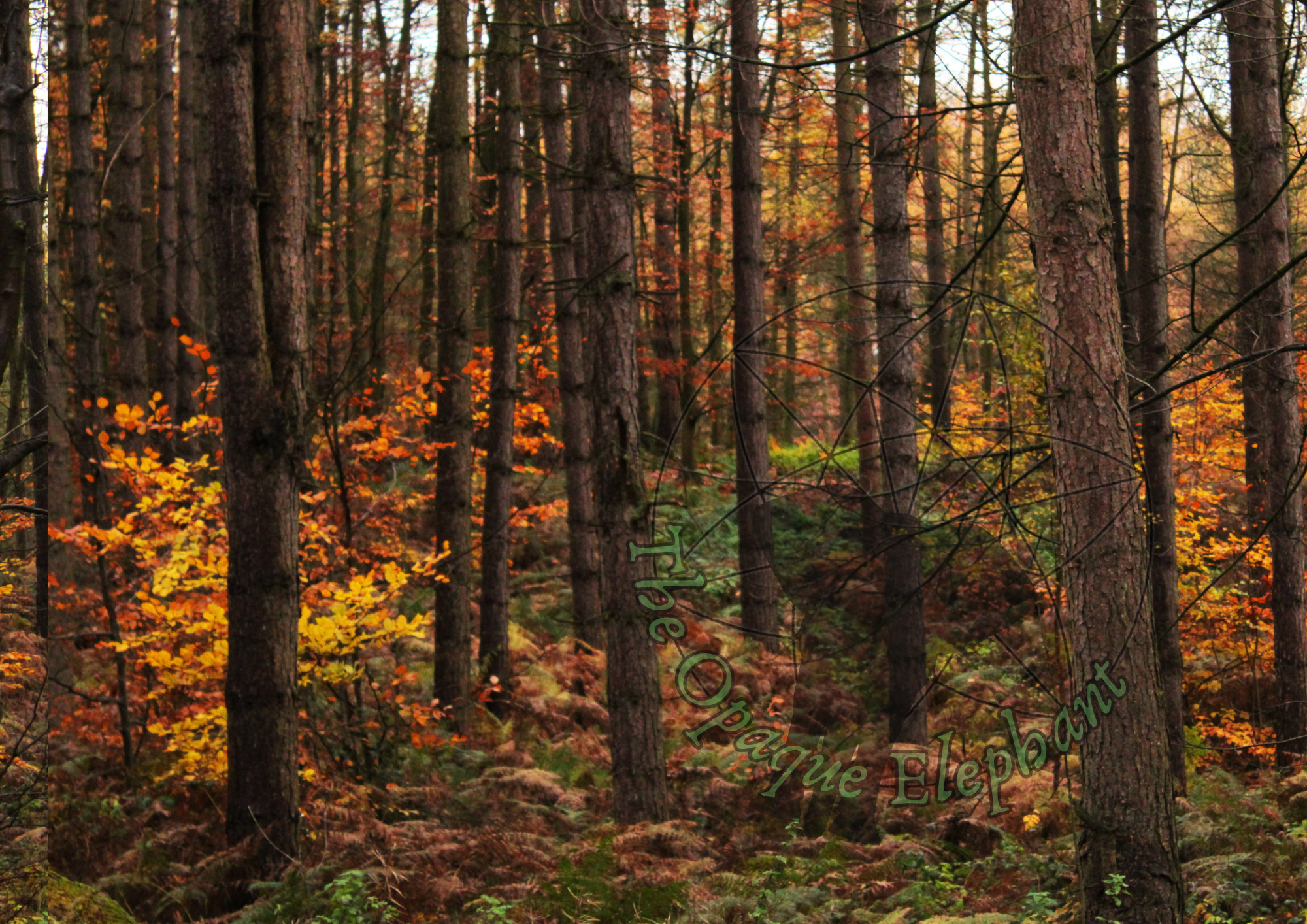 This richly-coloured fine art photography print embraces the vibrant hues of autumn, the textures of the trees, and pairs crisp detail with soft blurring for a haunted, uneasy feel that also feels cosy and familiar.