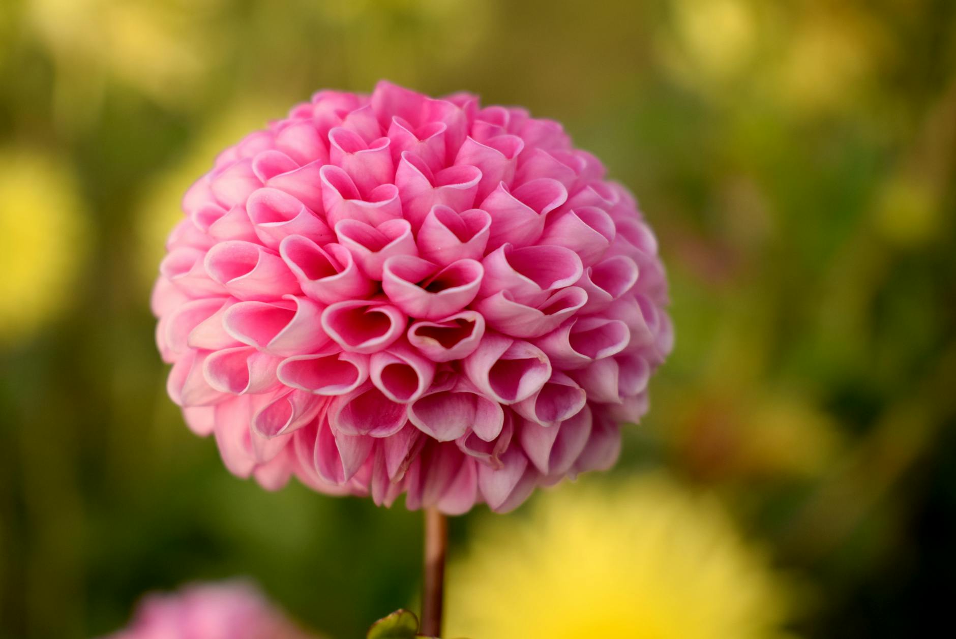 5 Prompts to Explore the Concept of Self-Love