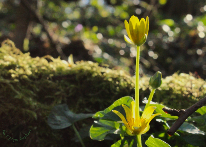 Taking Inspiration from Nature: The Lesser Celandine