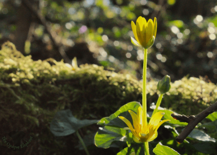 Taking Inspiration from Nature: The Lesser&nbsp;Celandine